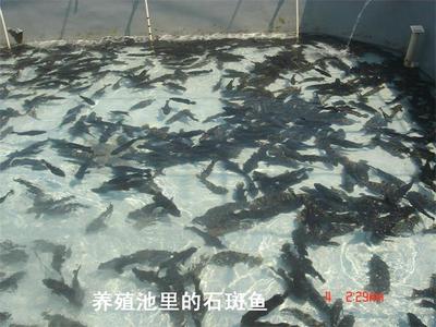 養殖池石斑魚