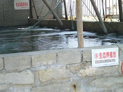 有益菌藻培養池